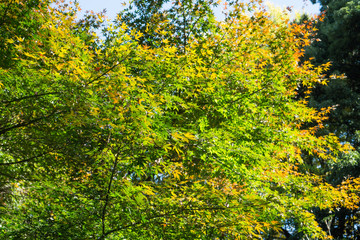 Green maple leaves shining in the park in the sunny day 