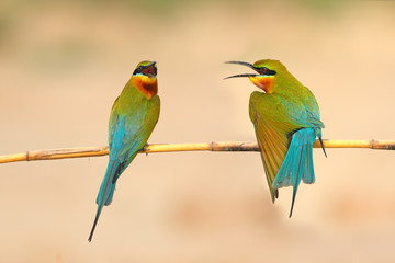 lue tailed Bee eater on a branch