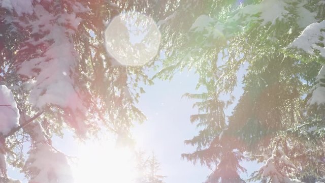 Dolly left looking up into snow covered fir trees, melting in the sunshine, with ice particles dancing through the air. A lens flare from the sun floods the view. 4k. Slow motion.