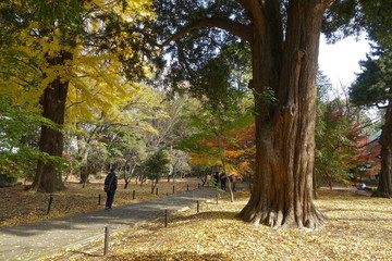 東京紅葉散歩