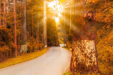 The road curve through forest , autumn landscape.
