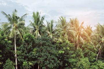 Coconut palm tree with vintage effect.