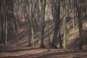 Obraz premium Forest