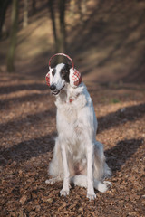 Dog posing outdoor in christmas style ear protector
