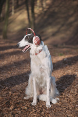 Obraz premium Dog posing outdoor in christmas style ear protector