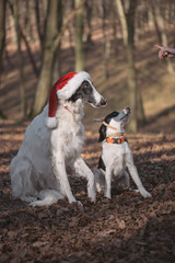 Two dogs in santa costume posing outdoor