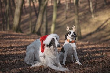 Two dogs in santa costume posing outdoor
