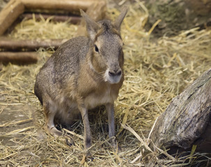 Mара, или  патагонский заяц.   Patagonian Mara