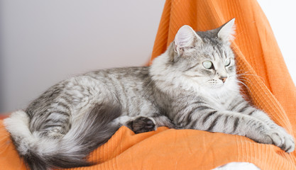 beautiful silver cat of siberian breed in the house, lying on th