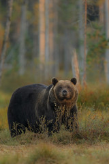 Brown bear in the nature habitat of finland land, finland wildlife, rare encounter, big predator, european wild nature, forest king
