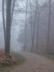 Obraz premium Mystischer Waldweg