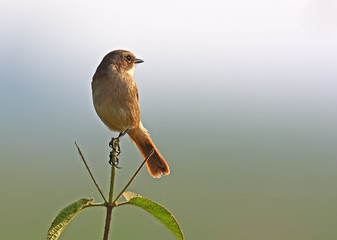 Grey bush chat