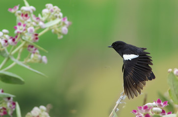 Pied bush chat