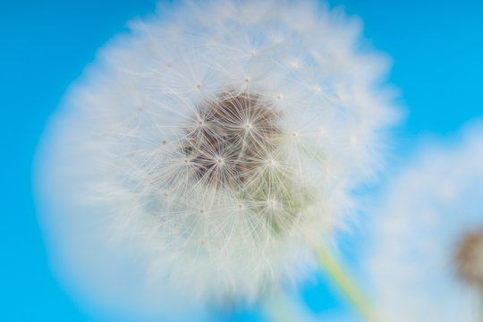 Dandelion abstract blurred background. White blowball over blue sky.