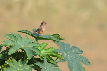 Pied bush chat
