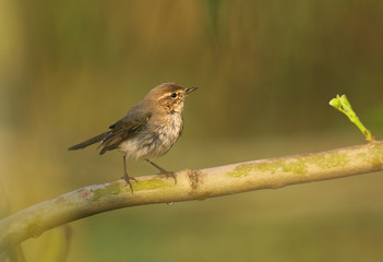 Chiff chaff