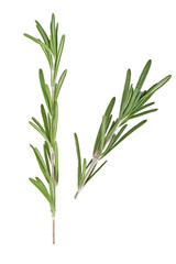 Rosemary isolated on white background, closeup