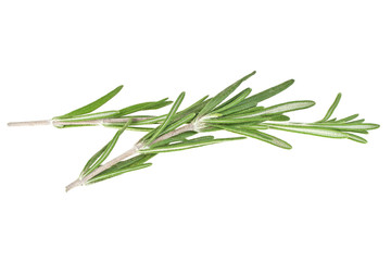 Fototapeta premium Rosemary isolated on white background, closeup