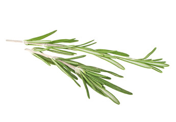 Rosemary isolated on white background, closeup