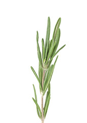 Rosemary isolated on white background, closeup