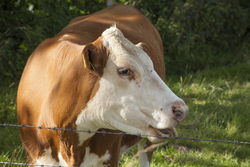 big cow on a field on a sunny day