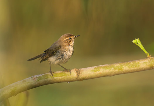 Chiff Chaff