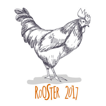 Rooster. Cock Illustration in Vintage hand drawn style. Symbol of 2017 New Year. Vector
