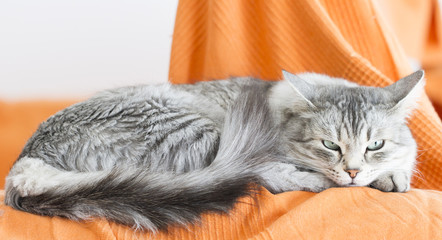beautiful silver cat of siberian breed in the house, lying on th