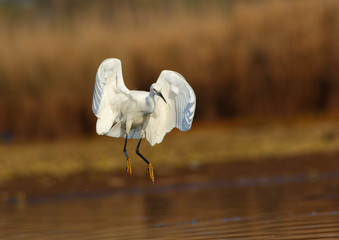 Little egret landing