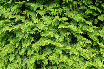 natural background of green tree thuja