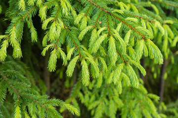 natural background with bright fir branches