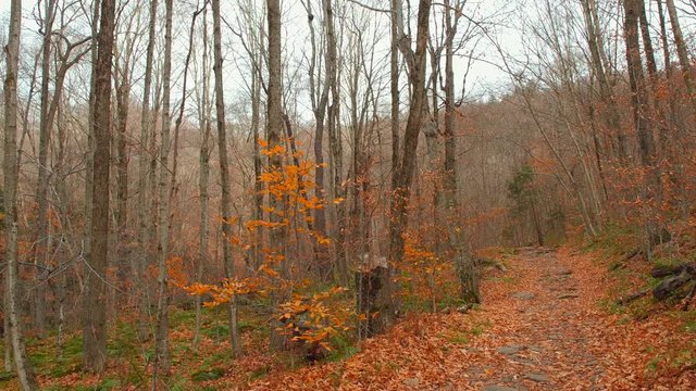 Stock motion footage of a hiking trail Catskill Mountains