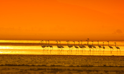 Naklejka na ściany i meble Greater Flamingo ( Phoenicopterus roseus) walking in lake at sunrise 