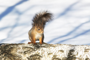Obraz premium small furry squirrel is on the trunk of a birch and curious looks