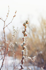 beautiful fluffy sprig of willow blossomed in early spring