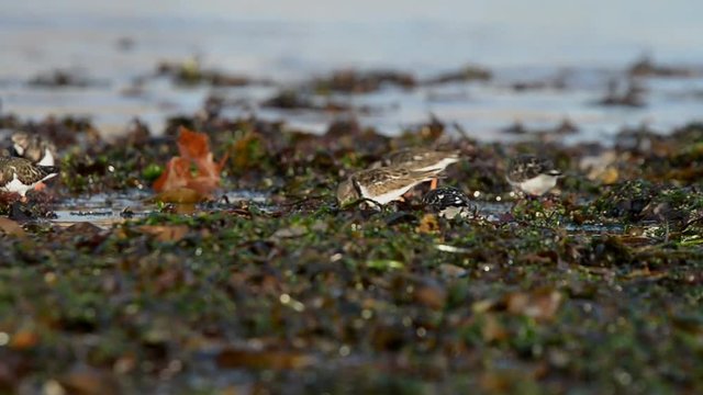 Ruddy Turnstone, Turnstone, Arenaria interpres