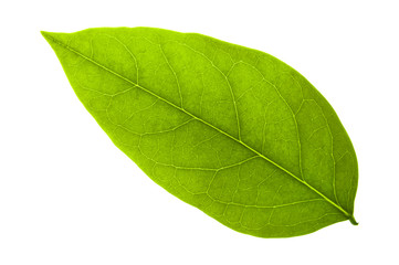 Fototapeta na wymiar green leaf on a white with clipping path