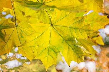 Yellow autumn leaves, very shallow focus