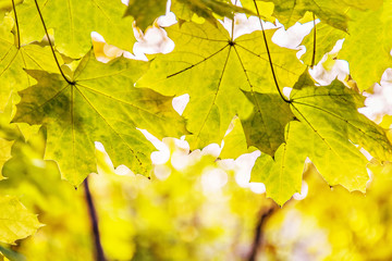 Yellow autumn leaves, very shallow focus