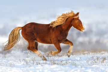 Red horse with long mane run gallop in winter snow field