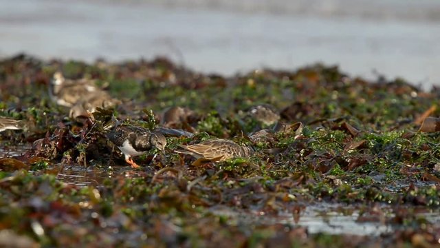 Ruddy Turnstone, Turnstone, Arenaria interpres