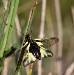 Ascalaphe sur une brindille