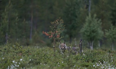 Fototapeta premium Gray wolf (Canis lupus) at night in summer. Finland. Taiga.