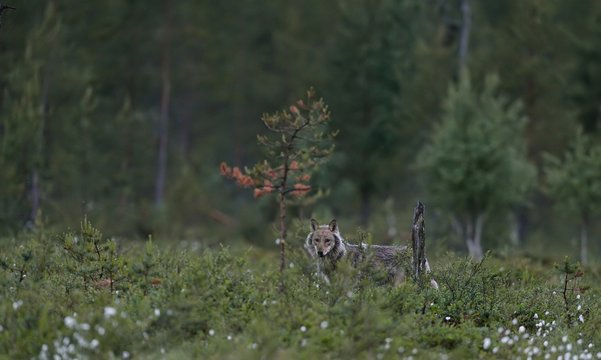 Fototapeta Gray wolf (Canis lupus) at night in summer. Finland. Taiga.