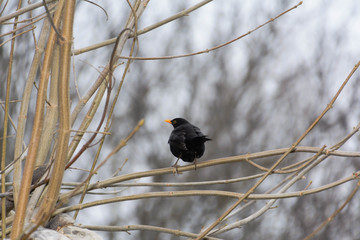 Amsel auf einem kahlen Ast