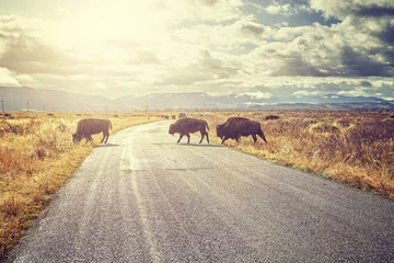 Deurstickers Retro afgezwakt Kudde Amerikaanse bizons (Bison bison) die de weg oversteken in het Grand Teton National Park bij zonsopgang, Wyoming, Verenigde Staten. © MaciejBledowski