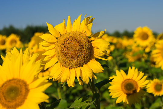 sunflowers in sunshine © Dmitry_Evs