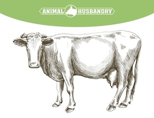 sketch of cow drawn by hand. livestock. cattle. animal grazing
