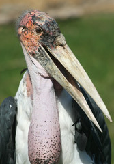 Марабу / Портрет марабу