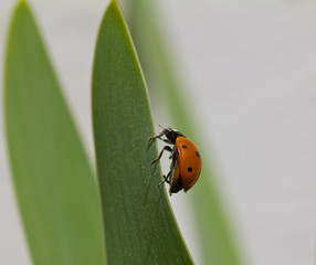 Up close of a Ladybird (Ladybug) walking on a long green leaf